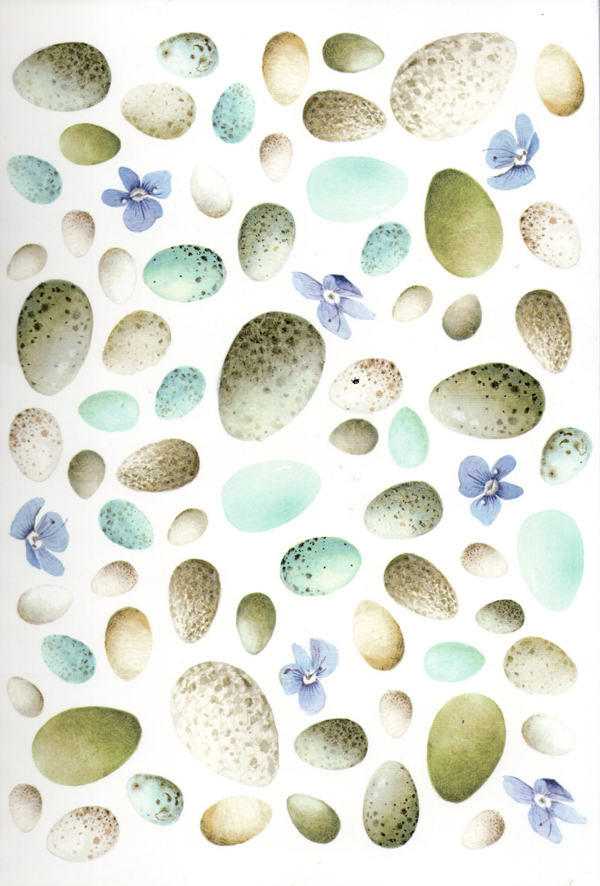 Eggs of Birds