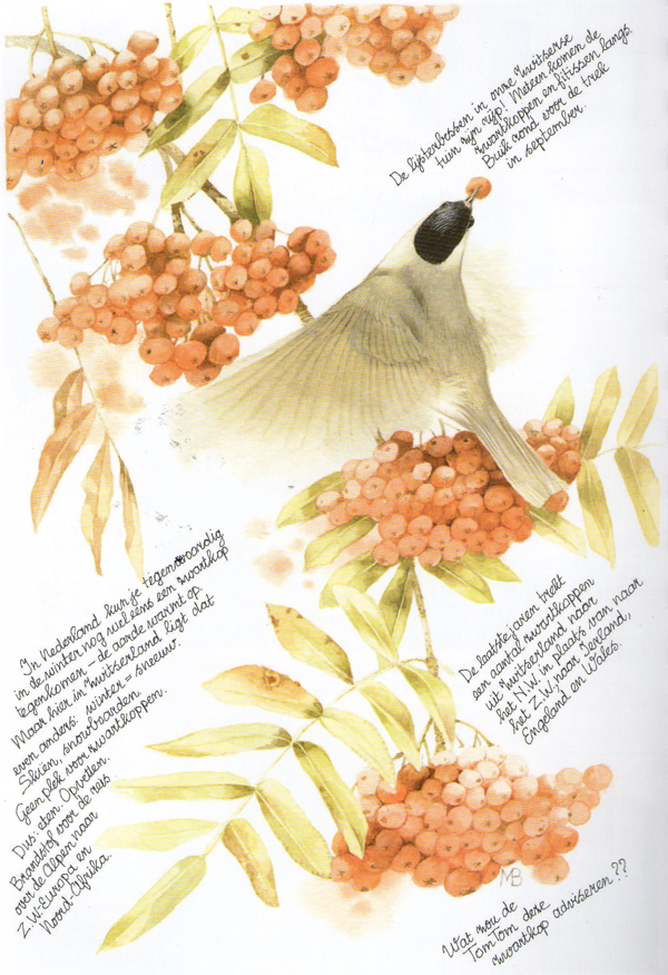 Rowan over Blackcap