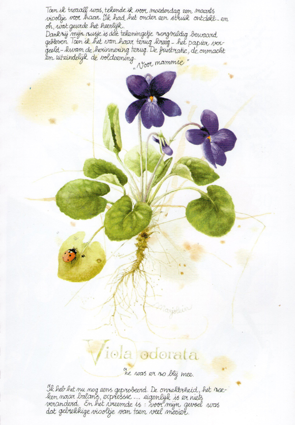 Viola Odorata