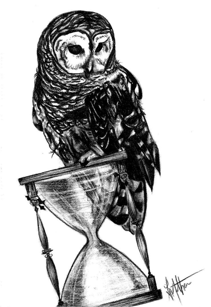owl