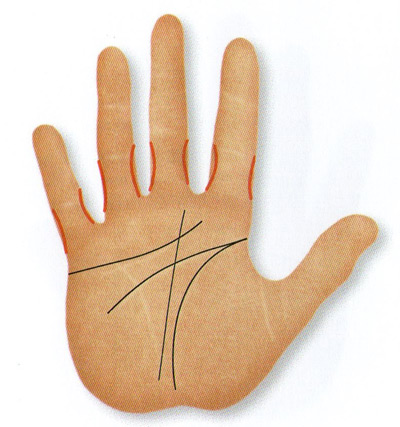 Lower phalanges thinner